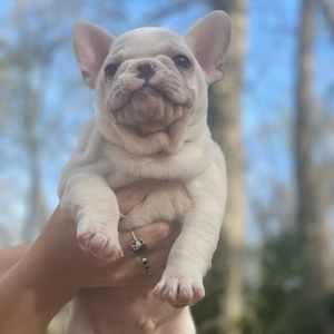 ISO FRENCHIE HARNESSES 🤍